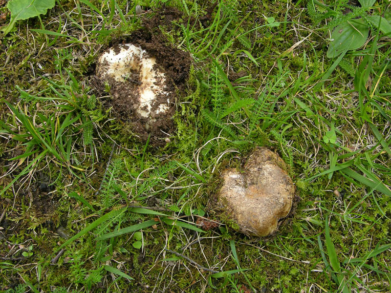 Russula delica.